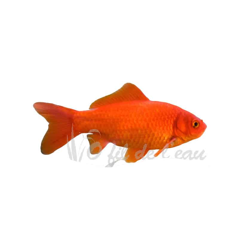 Simple Signman - Le poisson rouge (400 lb) aimant pour la pêche avec double  filetage (RS48-2)