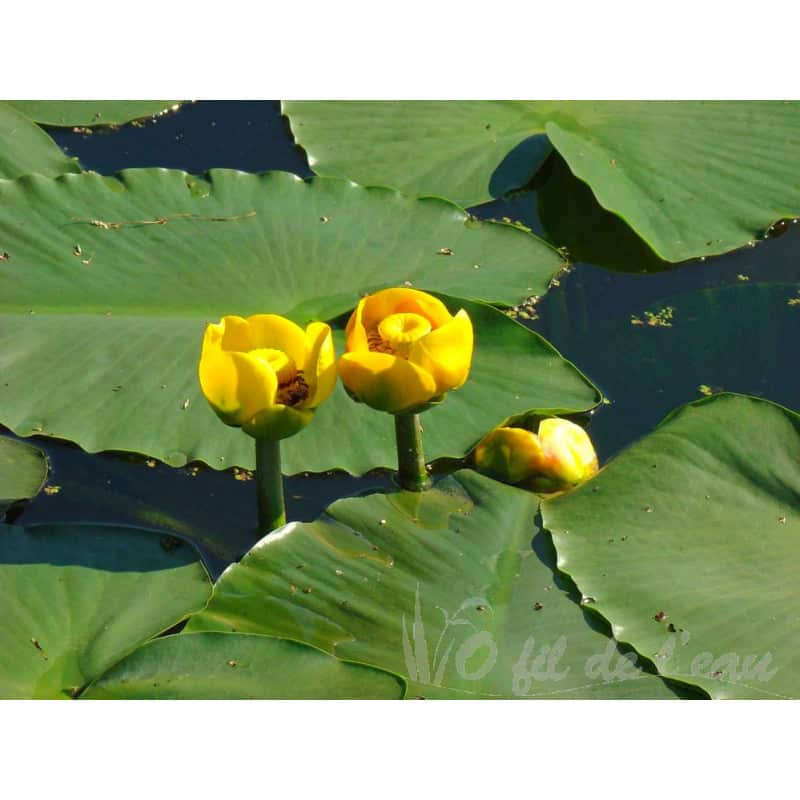 Nénuphar Nupha Luteum 1L