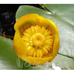 Nénuphar Nupha Luteum 1L