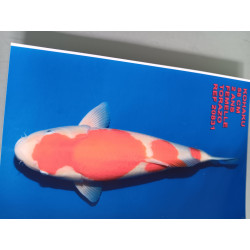 Kohaku Femelle avec certificat 58 cm