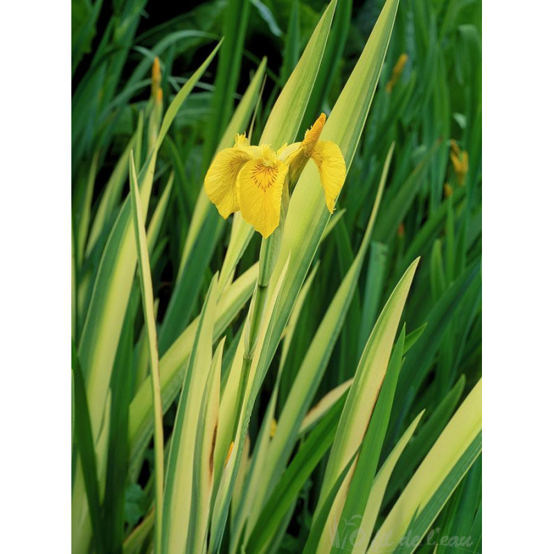 Iris Pseudocorus Variegata