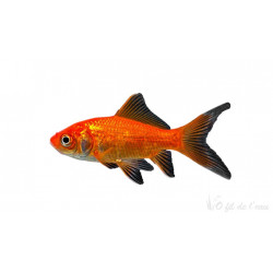 Poisson rouge 7/10 cm