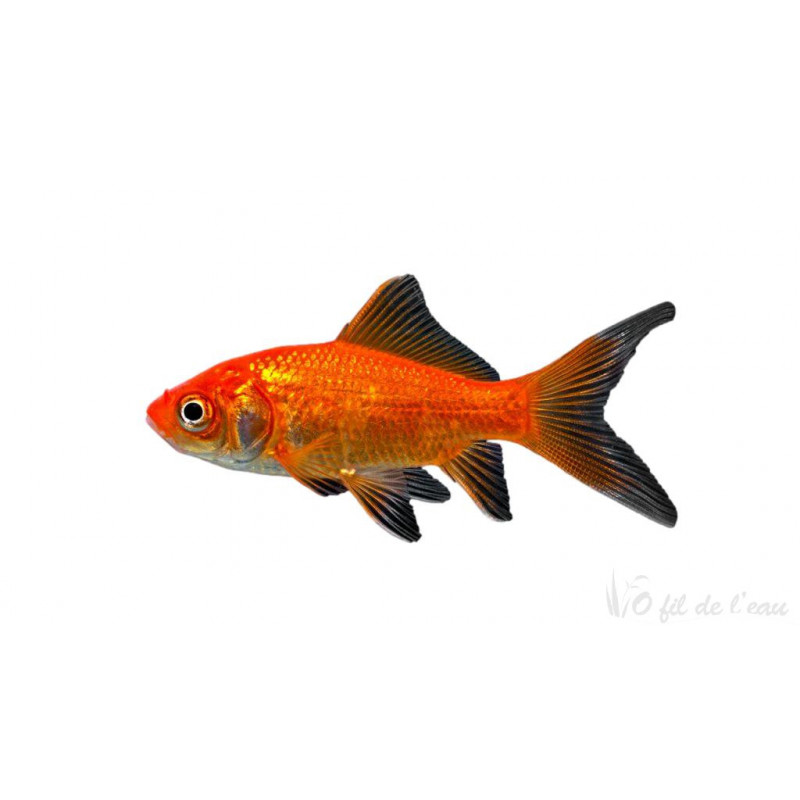 Poisson rouge 7/10 cm