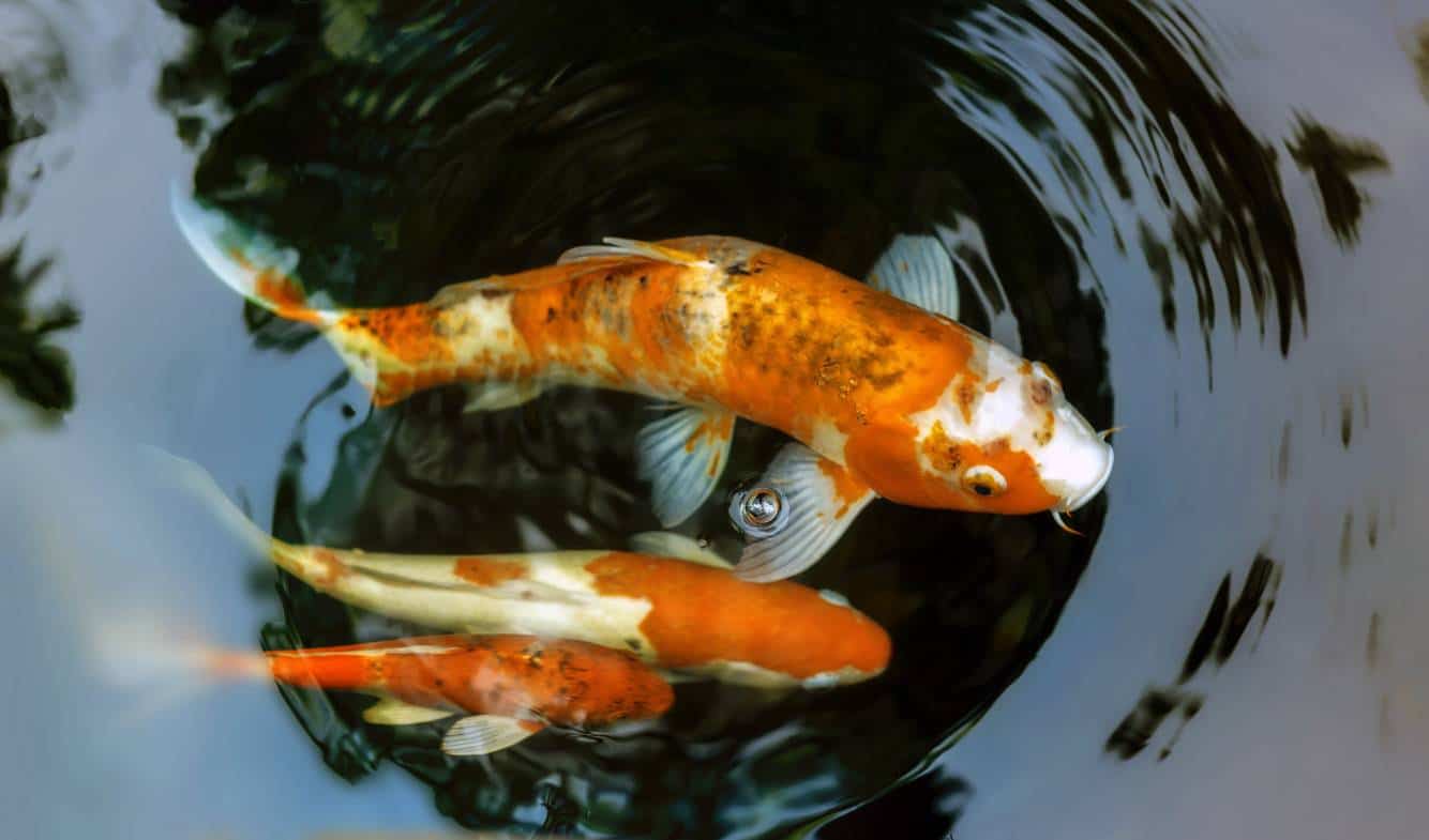 Carpe Koi bassin jardin